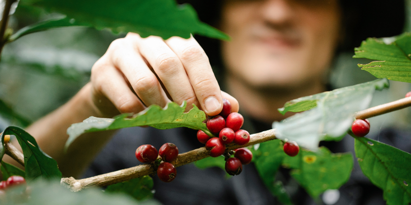 Cafetera y capuchinera marca NINJA - Coffee Makers - Tecpán, Chimaltenango,  Guatemala